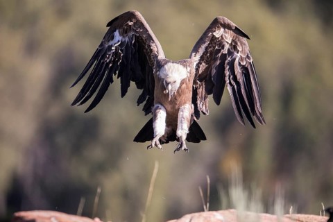 Griffon vulture (Gyps fulvus), Extremadura, Castilla La Mancha, Spain