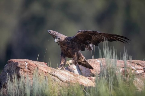 Golden eagle (Aquila chrysaetos), Extremadura, Castilla La Mancha, Spain