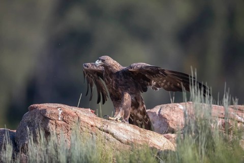 Golden eagle (Aquila chrysaetos), Extremadura, Castilla La Mancha, Spain
