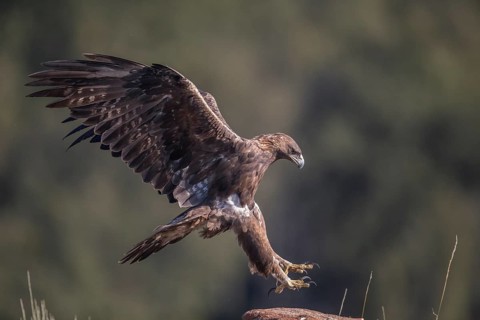 Golden eagle (Aquila chrysaetos), Extremadura, Castilla La Mancha, Spain