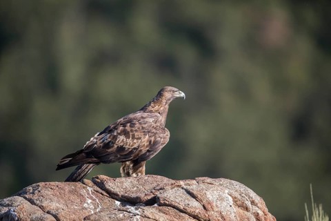 Golden eagle (Aquila chrysaetos), Extremadura, Castilla La Mancha, Spain