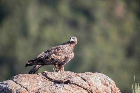 Golden eagle (Aquila chrysaetos), Extremadura, Castilla La Mancha, Spain