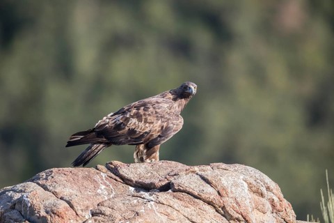 Golden eagle (Aquila chrysaetos), Extremadura, Castilla La Mancha, Spain