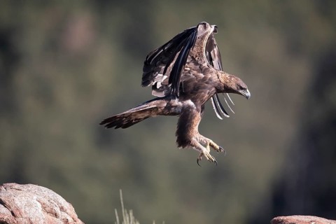 Golden eagle (Aquila chrysaetos), Extremadura, Castilla La Mancha, Spain