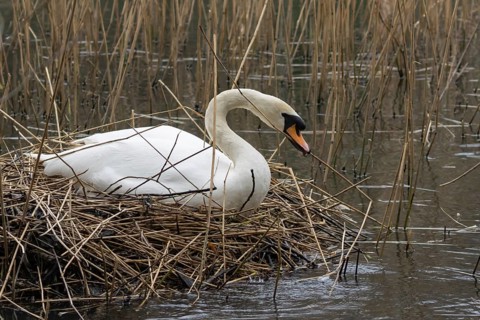 Mute swan (Cygnus olor) adult bird collecting reed plant stems to build a nest in springtime,