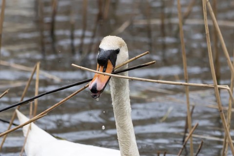 Mute swan (Cygnus olor) adult bird collecting reed plant stems to build a nest in springtime,