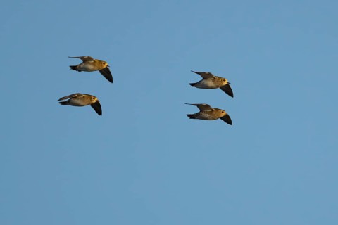Golden plover (Pluvialis) apricaria four adult wader birds in flight, England, United Kingdom