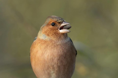Eurasian chaffinch (Fringilla coelebs) adult male bird feeding on a sunflower seed, England, United
