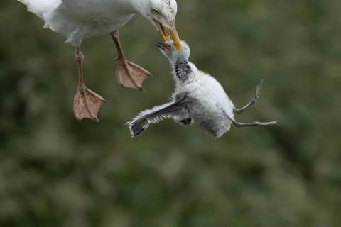 Herring gull (Larus argentatus) adult bird with a Kittiwake (Rissa tridactyla) juvenile baby bird