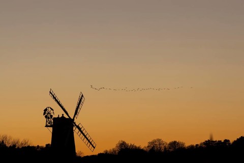 Pink-footed goose (Anser brachyrhynchus) adult geese birds flying in a flock or skein at sunset