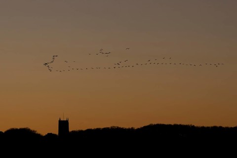 Pink-footed goose (Anser brachyrhynchus) adult geese birds flying in a flock or skein at sunset