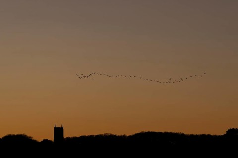 Pink-footed goose (Anser brachyrhynchus) adult geese birds flying in a flock or skein at sunset