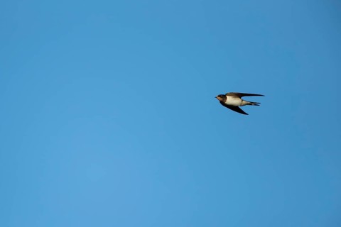 Barn swallow (Hirundo rustica) adult bird in flight, England, United Kingdom