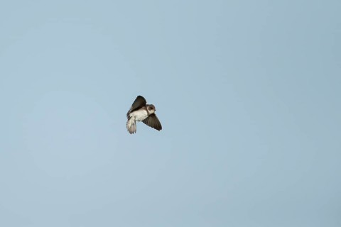 Sand martin (Riparia riparia) adult bird in flight, England, United Kingdom