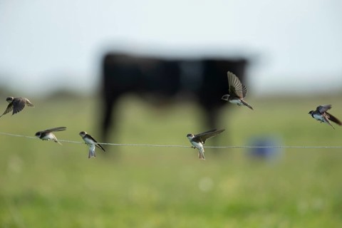 Sand martin (Riparia riparia) adult birds landing on a wire fence, England, United Kingdom