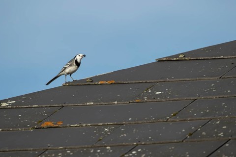 Pied wagtail (Motacilla alba) adult bird catching a fly on a roof top, England, United Kingdom