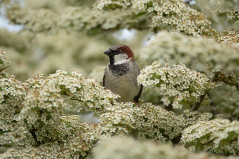 House sparrow (Passer domesticus) adult male bird sat in a garden flowering Pyracantha bush in