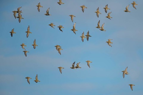 Golden plover (Pluvialis apricaria) adult wader birds in a flock in flight, England, United Kingdom
