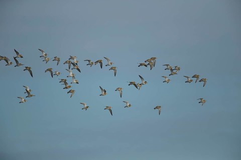 Golden plover (Pluvialis apricaria) adult wader birds in a flock in flight, England, United Kingdom