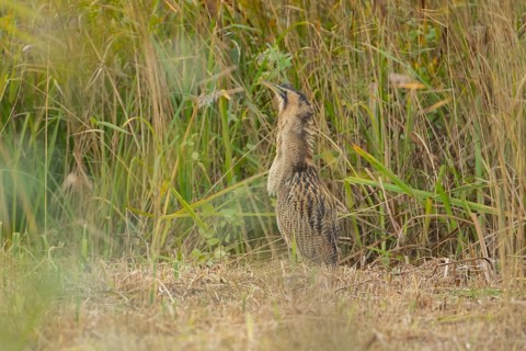 Eurasian or Great bittern (Botaurus stellaris) adult bird stood in a reedbed clearing, England,