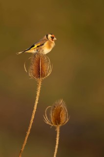 European goldfinch (Carduelis carduelis) adult bird perched on a teasel seed head, England, United