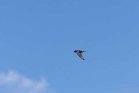 Barn swallow (Hirundo rustica) adult bird in flight, England, United Kingdom
