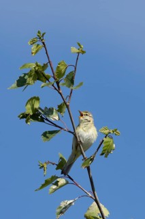 Willow warbler (Phylloscopus trochilus) adult bird singing in a tree in springtime, England, United