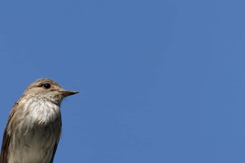 Spotted flycatcher (Muscicapa striata) adult bird head portrait, England, United Kingdom