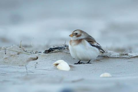 Snow bunting (Plectrophenax nivalis) adult bird on a beach, England, United Kingdom