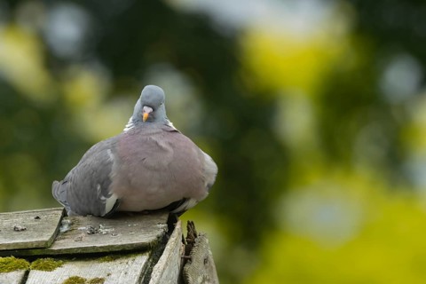 Wood pigeon (Columba palumbus) adult bird on an urban garden shed rooftop, England, United Kingdom