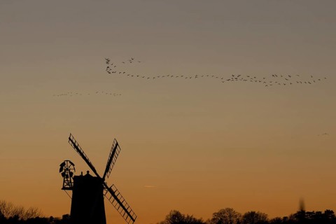 Pink-footed goose (Anser brachyrhynchus) adult geese birds flying in a flock or skein at sunset