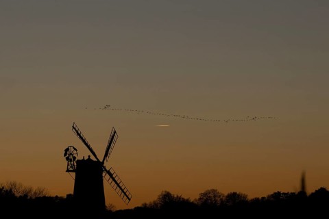 Pink-footed goose (Anser brachyrhynchus) adult geese birds flying in a flock or skein at sunset