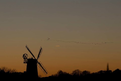 Pink-footed goose (Anser brachyrhynchus) adult geese birds flying in a flock or skein at sunset