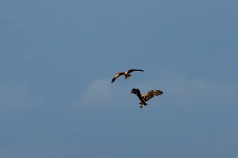Marsh harrier (Circus aeruginosus) two adult birds of prey in flight having completed a food pass
