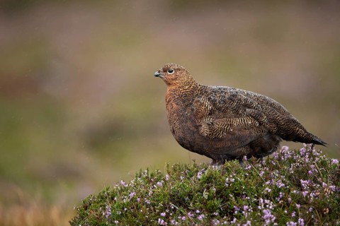 Red grouse (Lagopus lagopus scotica) adult female game bird stood on flowering heather during a