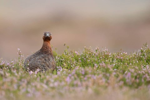 Red grouse (Lagopus lagopus scotica) adult female game bird stood on flowering heather, Yorkshire,