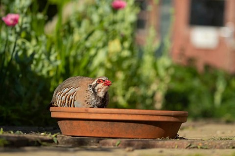 Red legged partridge (Alectoris rufa) adult game bird drinking from a garden plant saucer, England,