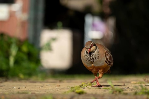 Red legged partridge (Alectoris rufa) adult game bird walking on a garden path, England, United