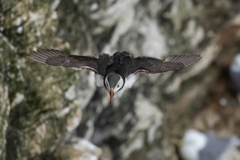 Atlantic puffin (Fratercula arctica) adult sea bird in flight, England, United Kingdom
