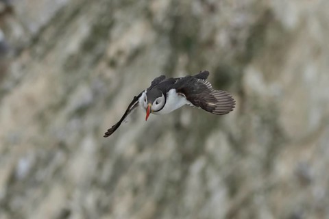 Atlantic puffin (Fratercula arctica) adult sea bird in flight, England, United Kingdom