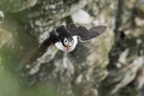 Atlantic puffin (Fratercula arctica) adult sea bird in flight, England, United Kingdom