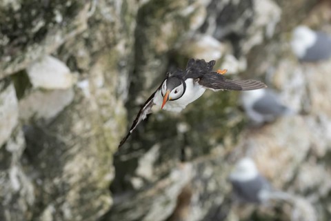 Atlantic puffin (Fratercula arctica) adult sea bird in flight, England, United Kingdom