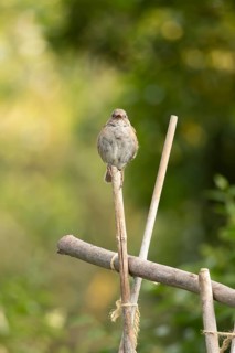 Dunnock or Hedge sparrow (Prunella modularis) adult bird singing on a garden bamboo cane, England,