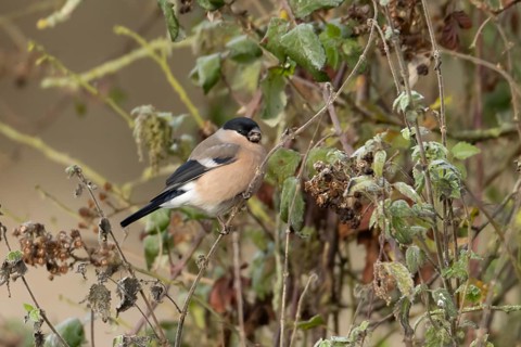 Eurasian bullfinch (Pyrrhula pyrrhula) adult female bird feeding in a hedgerow in winter, England,
