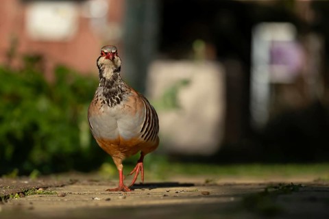 Red legged partridge (Alectoris rufa) adult game bird walking on a garden path, England, United