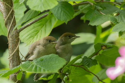 Blackcap (Sylvia atricapilla) two juvenile baby birds in a hedgerow in summer, England, United