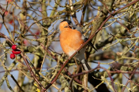 Eurasian bullfinch (Pyrrhula pyrrhula) adult male bird preening in a hedgerow in winter, England,
