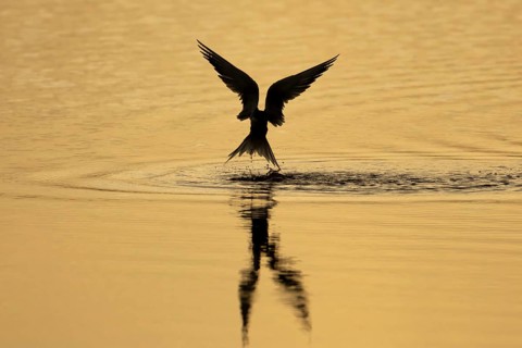 Common tern (Sterna hirundo) adult bird in flight taking off from a lagoon at sunset, England,