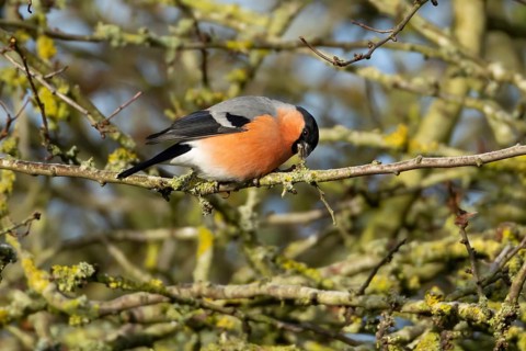 Eurasian bullfinch (Pyrrhula pyrrhula) adult male bird feeding on a tree branch in a hedgerow in
