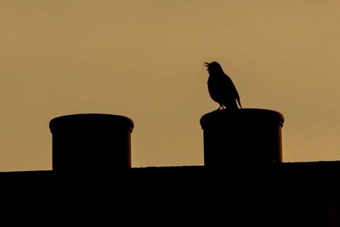 Eurasian blackbird (Turdus merula) silhouette of an adult male bird singing from an urban house